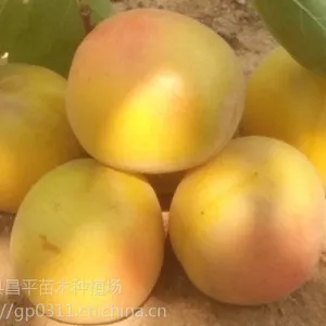 常年出售各种规格的占地杏树苗