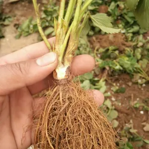 甜宝草莓苗 甜宝草莓苗价格