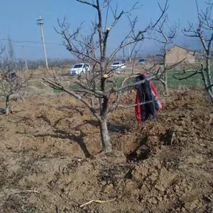 扬帆苗圃供应3至5公分占地山楂树，5至8公分占地山楂树