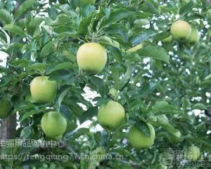 冷库红富士苹果***格现在多少 早熟藤木一马上上市销售