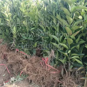 ***98%成活率 基地直供世纪红柑橘种苗 高度70cm 千思农林