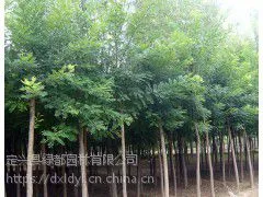 成活***达***之90的河北白蜡厂家