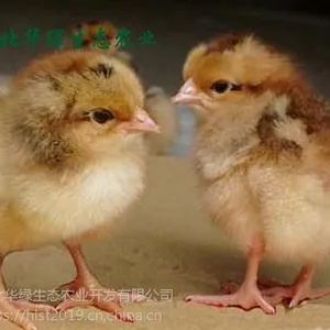 贵阳华绿麻羽绿壳蛋鸡贵阳黑羽绿壳蛋鸡苗价格