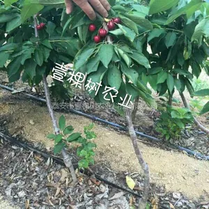 1公分矮化樱桃苗价格