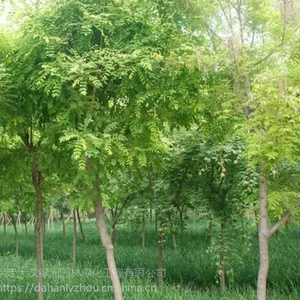 保定大汉绿洲供应10公分刺槐