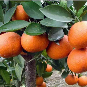 四川大雅柑1号苗批发,四川大雅柑1号苗特点