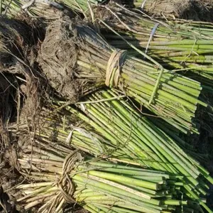 大量销售河北白洋淀境美水生植物种苗18833230022