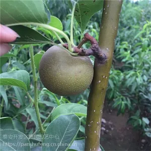 山东1公分秋月梨苗批发基地，嫁接秋月梨树苗价格