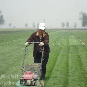 河北高羊茅草坪基地