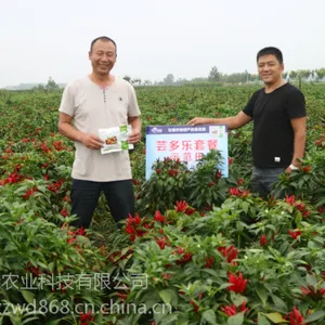 辣椒高产套餐辣椒三遍药 价格|芸多乐