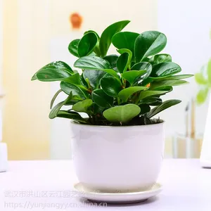 武汉小可爱绿植青叶碧玉电脑宝贝盆栽,豆瓣绿防辐射漂亮的绿植,武汉送货上门