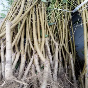1公分映霜红桃树苗批发 鑫豪园艺场出售各种规格的桃树成苗原生苗