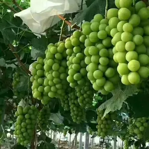 脱毒阳光玫瑰葡萄苗