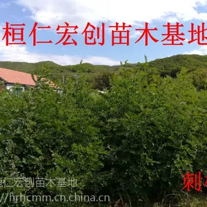 【刺槐苗|刺槐基地】