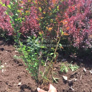沭阳红叶小檗价格,种植绿篱易成活苗木,苗圃直销量大优惠