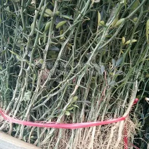 山东枸橘苗基地 0.4公分枸橘苗价格