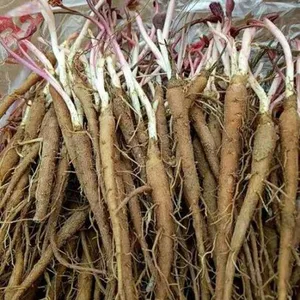 乾安赤芍芽籽_药美合作社(图)_赤芍芽籽品种有