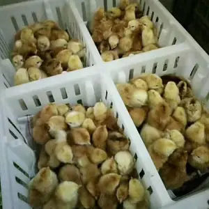�ĸ�Ӻ������ ����������� С����ת��