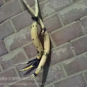 ������Ӧ���۰�����ɻ������18833230022