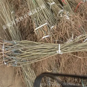 1公分嫁接板栗苗***格 贵州嫁接板栗苗培育基地