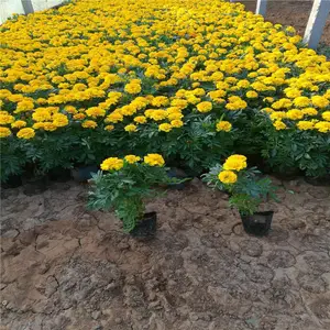 ���ʴ�Ӫ�����޸�������ֲ��������