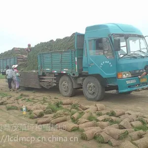 栾城早熟禾草坪种植