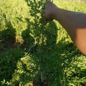 ���ʳɻ�***���ʻ�����۸�