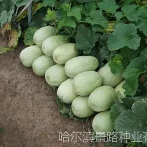 黑龙江厚皮甜瓜种子价格