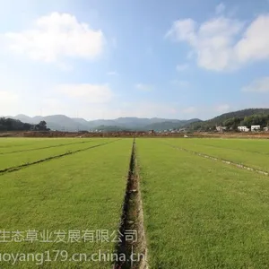 湘潭无土草毯(长1米*宽1米)多少钱一平方,草毯怎么养护