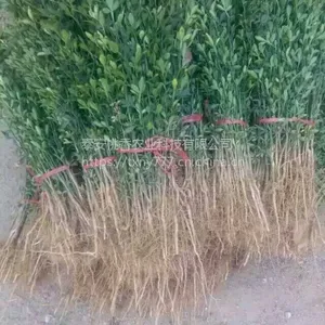山东枳壳苗,0.4公分枳壳苗价格