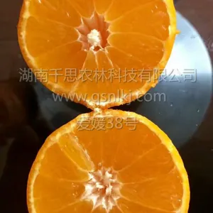 清香爽口 果皮光滑 早熟杂柑新品种 爱媛38号柑橘小苗 千思农林