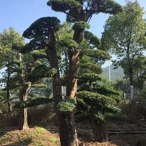 20公分桂花树,八月桂价格,湖南桂花小苗,低价直销