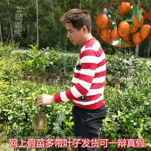 小榄大量供应沙糖橘苗批发嫁接果树13877713093