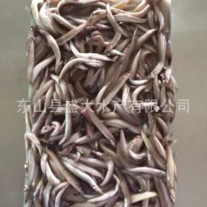 海泥鳅/玉筋鱼/沙溜/板冻/鲜度好/条数均匀/冻厂直批/一手价格/好这味品牌