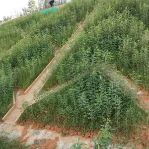 ��������·�������¸��̳��ò��ֲ��ѹ�ľ����Ʒ��