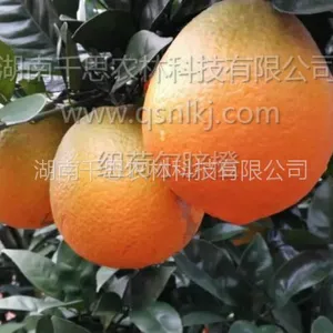 千思农林基地直供适合福建地区种植的纽荷尔脐橙根系发达粗壮
