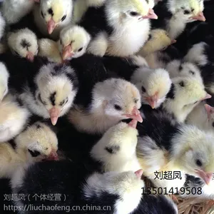 厂家直销贵妃鸡苗 广东贵妃鸡苗批发 哪里的贵妃鸡苗正宗