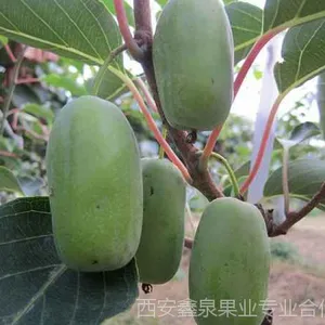 猕猴桃苗嫁接苗|猕猴桃苗嫁接苗销售