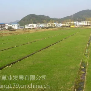 贵阳草皮基地,草皮价格8元