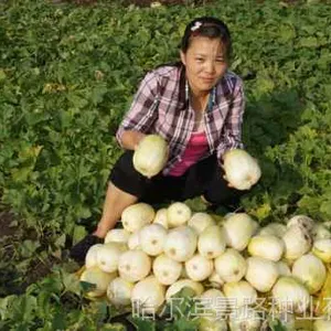 黑龙江抗病甜瓜种子价格