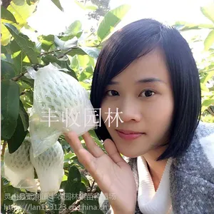 金平 西瓜芭乐苗批发各类番石榴苗 景洪供应番石榴苗15777793411