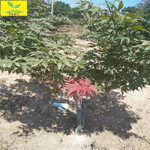 ����5����6�����ձ���� �̻��������� ��ɫ�̻����� �ձ������