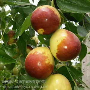 陕西大梨枣新鲜脆枣非沾化大荔冬枣基地直供4斤起包邮
