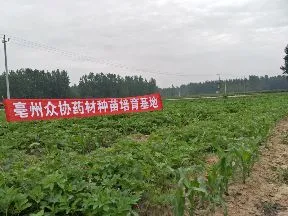 亳州市谯城区众协药材种植专业合作社