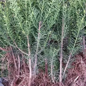 东北红豆杉基地