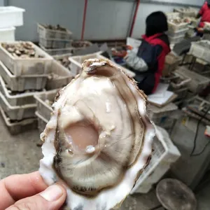 湖州生蚝批发清蒸生蚝的价格