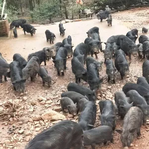 江苏建湖哪里有藏香猪养殖公司