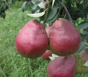 ����˹�����磬1���ֿ���˹������۸�