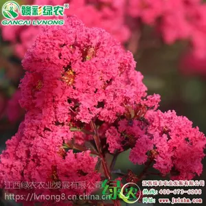 ������Ҷ��ľ��ޱ �������ڳ� 2017����ޱ�±��� ��ޱ�е���