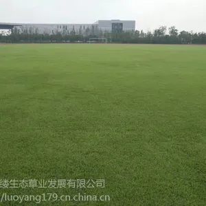 ���ϳ�ɳ���򳡶���ʲô��Ƥ���۸���˵��Ҫ����Ǯ��